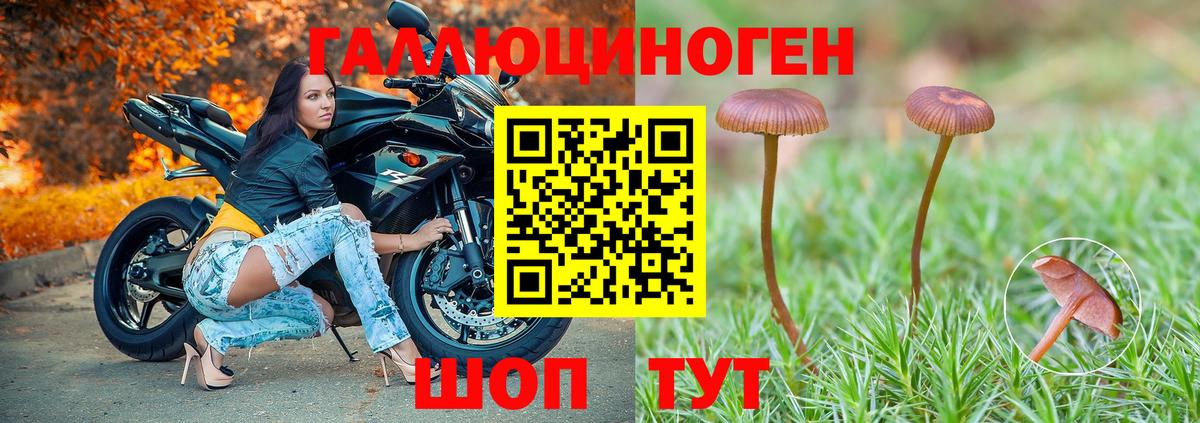 Славгород  Галлюциногенные грибы Psilocybine cubensis  Вход с VPN  Псилоцибиновые грибы Psilocybine cubensis 